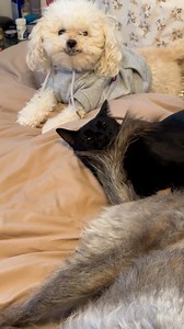 198K views · 3K reactions | Putting up with your annoying siblings be like... 臘‍♀️ | Furry Tails | Facebook