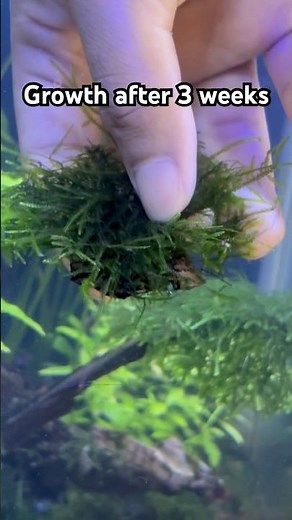How to easily grow java moss in 3 weeks