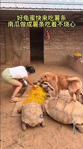 🐢 A Day in the Life of Turtles & Tortoises ❤️ | Feeding, Bathing & Daily Care