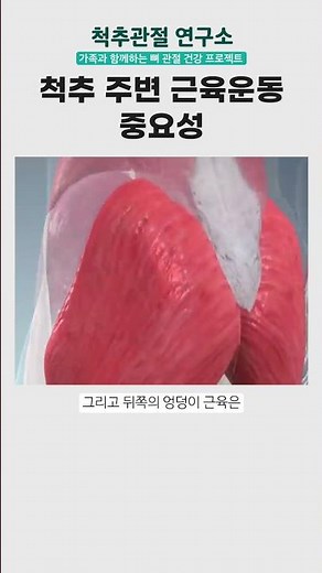 척추 근육운동의 중요성, 척추 질환 예방법. #장요근 #광배근 #척추기립근