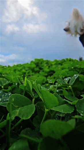 small joys can be found everywhere if you just slow down and look ☺️☘️ #mindfulness #BeautifulLocations