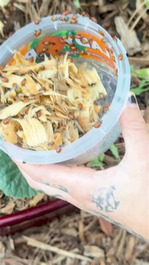  What happened after I released ladybugs in my garden? The short...