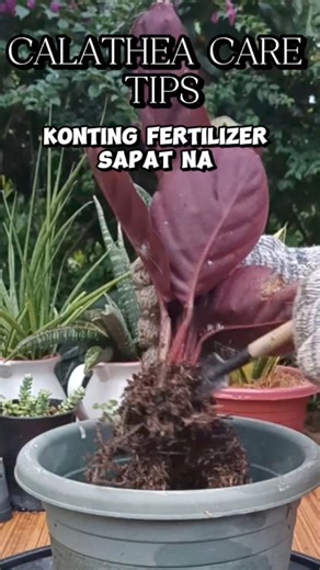89K views · 657 reactions | How to Care Calathea/Plantguide/Plantcare/Calathea Angela Mamalyn's Garden #plantcaretips #calathea #Angela #prayerplant #removing #oldsoil #HowICare #tips #Guide #forbeginners #gardening #homegardening #plantmom | Mamalyn's Garden | Facebook