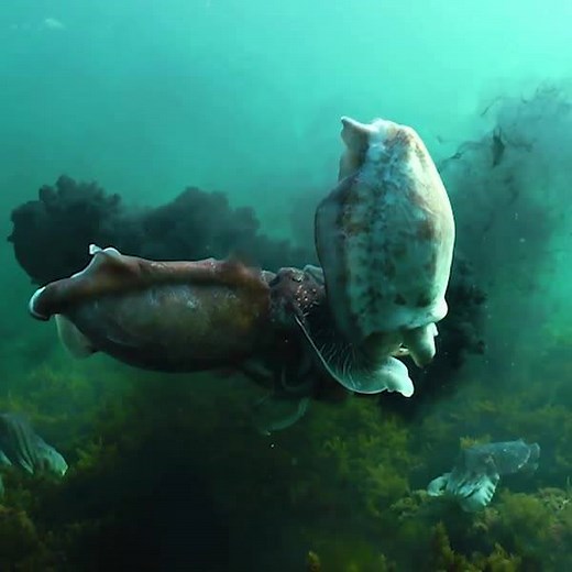 2.8M views · 916 reactions | Two male cuttlefish challenge one...