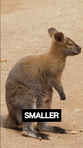 Kangaroos Vs Wallabies - What's The Difference #animals #facts #kangaroo