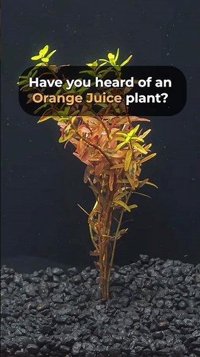 Rotala Rotundifolia Orange Juice