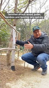 A way to prevent wooden fencing from termites. #termites #biofencing #forestry #arborist #peepalbaba #peepalbabasays | Peepal Baba
