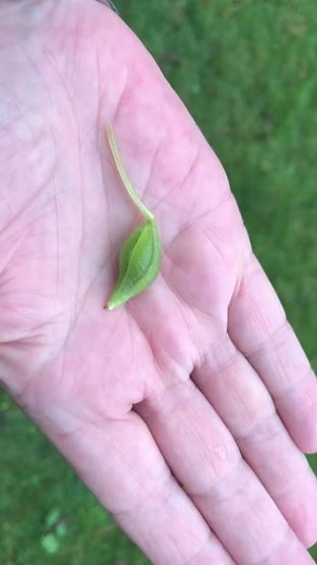 Why Impatiens are called Impatiens