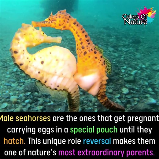 Seahorses | Colors Of Nature