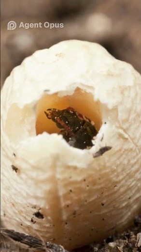 Pantry Weevils Taking Over? How to Protect Your Grains! | Pest Asset