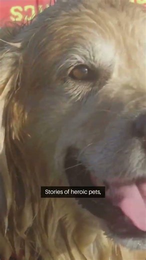 Animal Heroes: Stories of Brave Pets