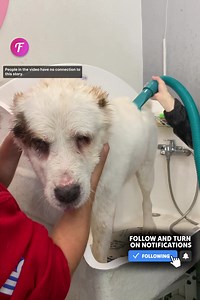 663K views · 10K reactions | Homeless dog's transformation touched by kind man | Fabiosa Daily | Facebook