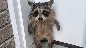 Nasses Waschbärbaby wartet nach einem Sturm vor der Haustür auf Hilfe
