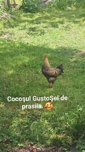 6.4K views · 93 reactions | ✅️Cocosul GustoŞel si plimbarea prin iarba din Gospodaria GustoŞ. 殺殺殺 | GustoȘ | Facebook