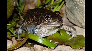 Eastern Banjo Frog 🐸 SOUND ON 🔊 Sometimes referred to as pobblebonk, due to the noise they make! A large species of frog reaching up to 7.5 cm in body length. It has a brown or grey-brown back, with orange or yellow mottling on the sides. There is a pale or yellow stripe from under the eye to the shoulder. The belly is mottled brown and yellow, and the throat is sometimes yellow. The pupil is horizontal and the iris is golden-brown. Fingers are un-webbed and toes are one-quarter webbed, both w