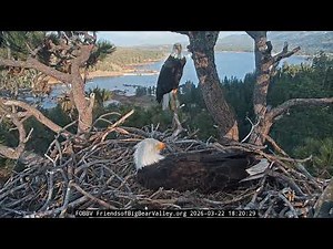 Big Bear Bald Eagle 22.03.2026 18:14