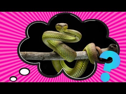 Why Are There No Snakes in Ireland?