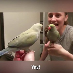 693K views · 8.4K reactions | I'm not gonna lie, I'm head over heels for these parrots!  Tune in for AFV's Grand Prize Spectacular this Sunday at 7/6c on ABC! Don't miss it! | America's Funniest Home Videos | Facebook