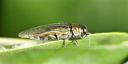 More invasive ash-tree killing beetles found in Middle TN