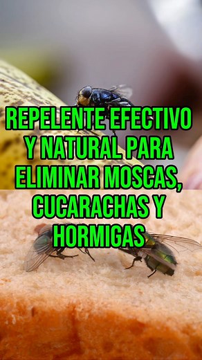 815K views · 21K reactions | Mantendrás tu casa limpia de insectos con este repelente natural #natural #recetas #repelente #cucaracha | Neiver pantoja1 | Facebook