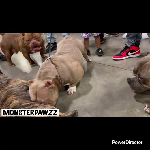 Most Extreme American Bully Dog 2026 Winner Chungus