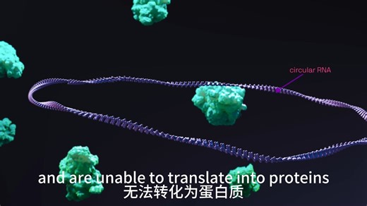 【CorticalStudios 科普视频】eRNA 无限可翻译的环状RNA