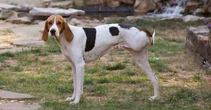 3-legged Dog Provides Support For Human Amputees