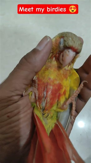 Meet my birdies #tamedbird #cute #cutebirds