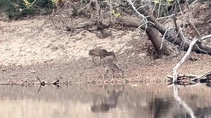 It was really cool to see the deer way off in the distance. They camouflage so well! | Gooden Fluffy Hollands NC Fayetteville Rabbitry Plus Gooden Champagnes | Facebook