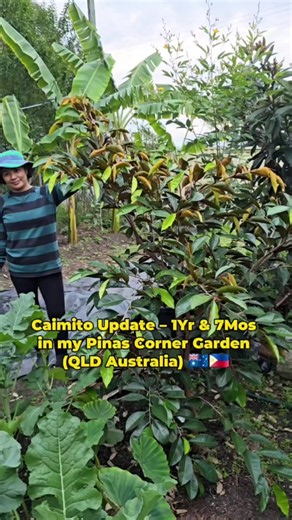💜 Purple Caimito Update – 1 Year & 7 Months in My Pinas Corner Garden (Queensland, Australia) 🇦🇺🇵🇭 This has been one of the fastest-growing tropical fruit trees in my garden. From a small plant ordered through plant mail, it has grown into a beautiful, bushy tree that is now taller than me! 🌳😍 What makes it even more exciting is that after just a little over a year in the ground, it is already producing flowers and setting fruits. 🥰🍈 This is one of the greatest rewards of gardening—watc