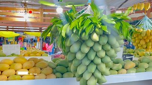 🥭Guimaras Island is renowned for producing some of the world’s finest mangoes, celebrated annually at the Manggahan Festival. Cultivated in the fertile soils and tropical climate of Guimaras Island, these mangoes have earned international acclaim, becoming a symbol of pride for the local community. With their succulent taste and exquisite aroma, Guimaras mangoes have captured the hearts of mango enthusiasts worldwide. The Manggahan Festival is a jubilant celebration that pays homage to the boun