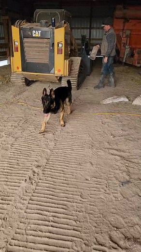 327K views · 2.5K reactions | Caterpillar Would you like a side of loader with that dust . The ol 277D was running a bit hot and it was time to clean out the air filter. If you haven't realized from our other content it can certainly be a bit of a dust bowl out here. #bisonranch #CAT #catequipment #loader #dusty #maintenance #caterpillar | 777 Bison Ranch | Facebook