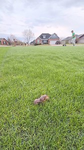 11K views · 49 reactions | Wet Mow with Manual Reel Mower | The Lawn Tools | Facebook