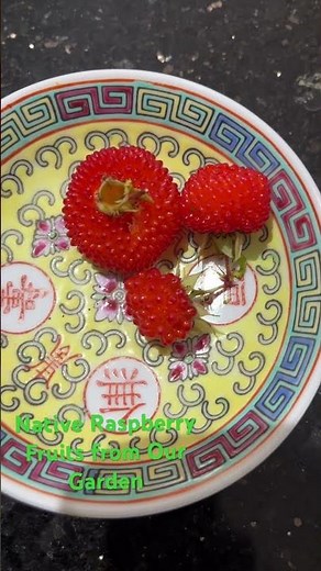 Atherton Raspberry (Rubus probus) - Beautiful & known as Atherton raspberry or wild raspberry