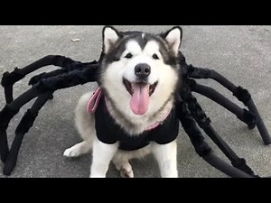 Dog Dressed As Spider Is The Cutest Thing You'll Ever See!!