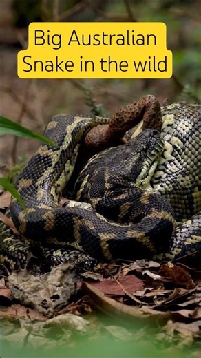 Up Close with an Australian Snake #nature #snake