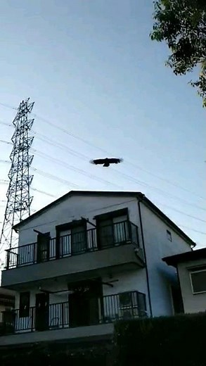 赤ちゃんに触るな！親カラスの攻撃にあう！エアガンで反撃 鳥獣保護 日本野鳥の会