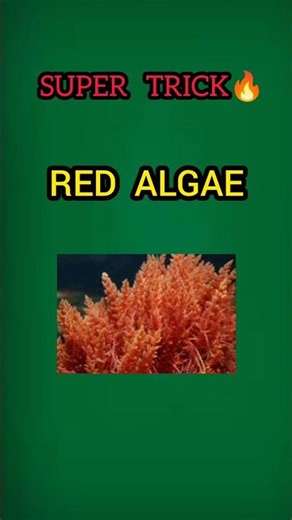 Tricks to Remember Examples of Red Algae #neet #class11 #biology #tricks #shorts #ytshorts