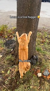 616K views · 17K reactions | He’s always in the trees  #cat #pet #catlovers #FunnyCats #petlovers #viralreels | Aziathecat | Facebook