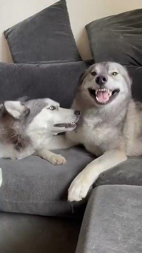Huskies are having a full blown conversation with each other.