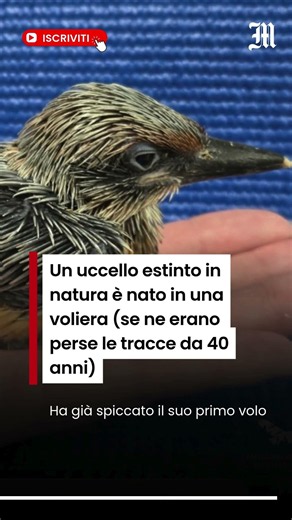 Un uccello estinto in natura è nato in una voliera (se ne erano perse le tracce da 40 anni)
