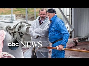 The war on whaling: Activists, industry fight over hunting the gentle sea giants