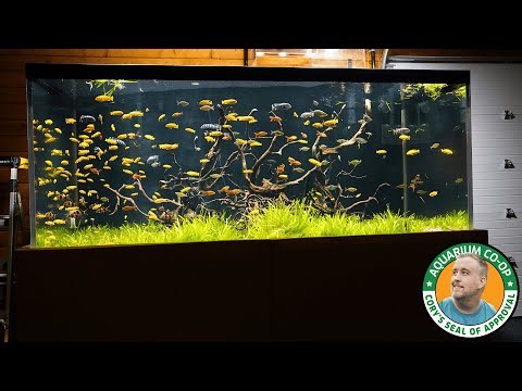 New DIY Lighting for the Big Tank and Corydoras Fry