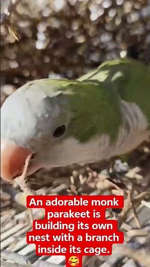 An adorable monk parakeet is building its own nest with a branch inside its cage. #monkparakeet