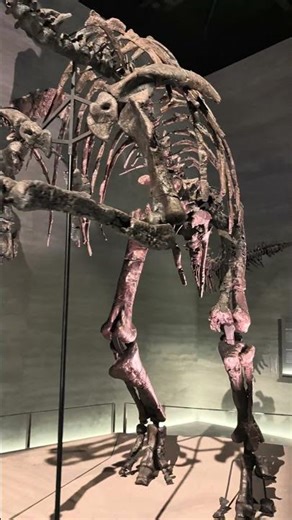 北海道鵡川町穂別🦕恐竜博物館!北海道で✨発掘された!カムイサウルスの骨格🦴👍✨凄いですネ🤗