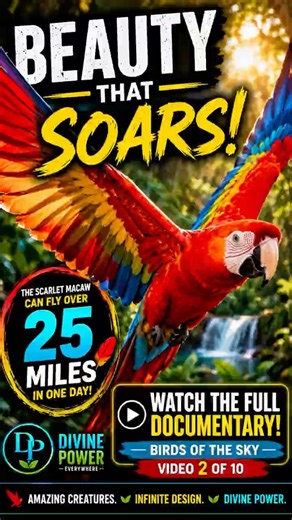 🦜 Meet One Of the World's Most Colorful Birds | Scarlet Macaw