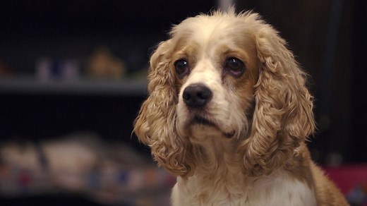 Wanted: 10,000 dogs to help scientists study canine aging