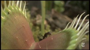 This is the first time someone has demonstrated counting in a plant — whether the plant is aware that it's counting is another story. Read more: http://nyti.ms/1PMrEac | The New York Times