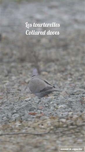 Les tourterelles / Collared doves