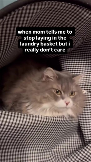 Humorous Cat Interrupts Laundry Day